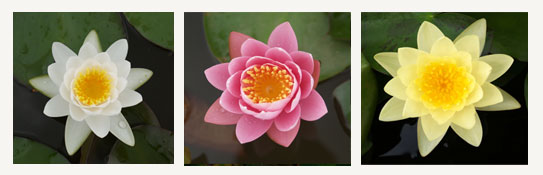 ประเภทต่างๆของบัว,มทร.ธัญบุรี,rmutt
