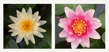ประเภทต่างๆของบัว,มทร.ธัญบุรี,rmutt