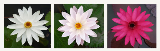ประเภทต่างๆของบัว,มทร.ธัญบุรี,rmutt