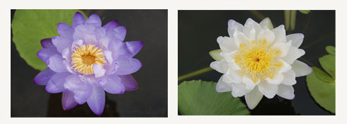 ประเภทต่างๆของบัว,มทร.ธัญบุรี,rmutt