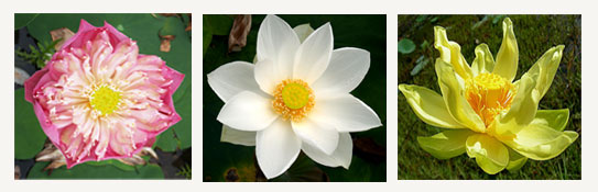 ประเภทต่างๆของบัว,มทร.ธัญบุรี,rmutt