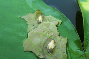 lotus rmutt