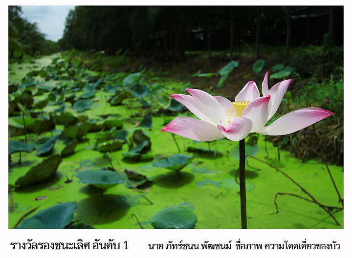 รางวัลรองชนะเลิศ อันดับ 1 ชื่อภาพ ความโดดเดี่ยวของบัว