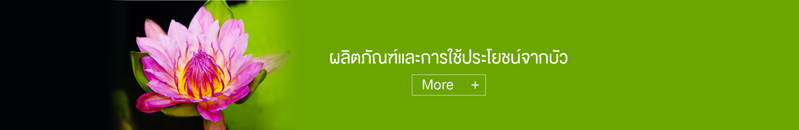 ผลิตภัณฑ์และการใช้ประโยชน์จากบัว